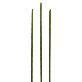 Spiedi di Bambu Verde Naturale 250mm (5000 Pezzi)
